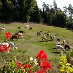 Alpaca-village Lägenhet