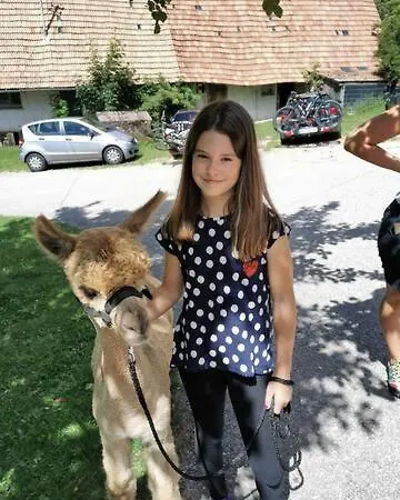 Alpaca-village