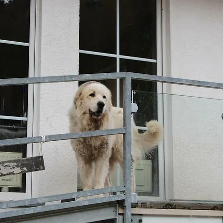 Alpaca-village Apartment