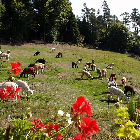 Alpaca-village 아파트
