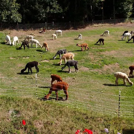 Alpaca-village شقة *