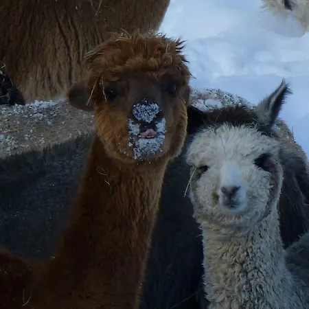 Alpaca-village * Lauterbach (Baden-Wurttemberg)